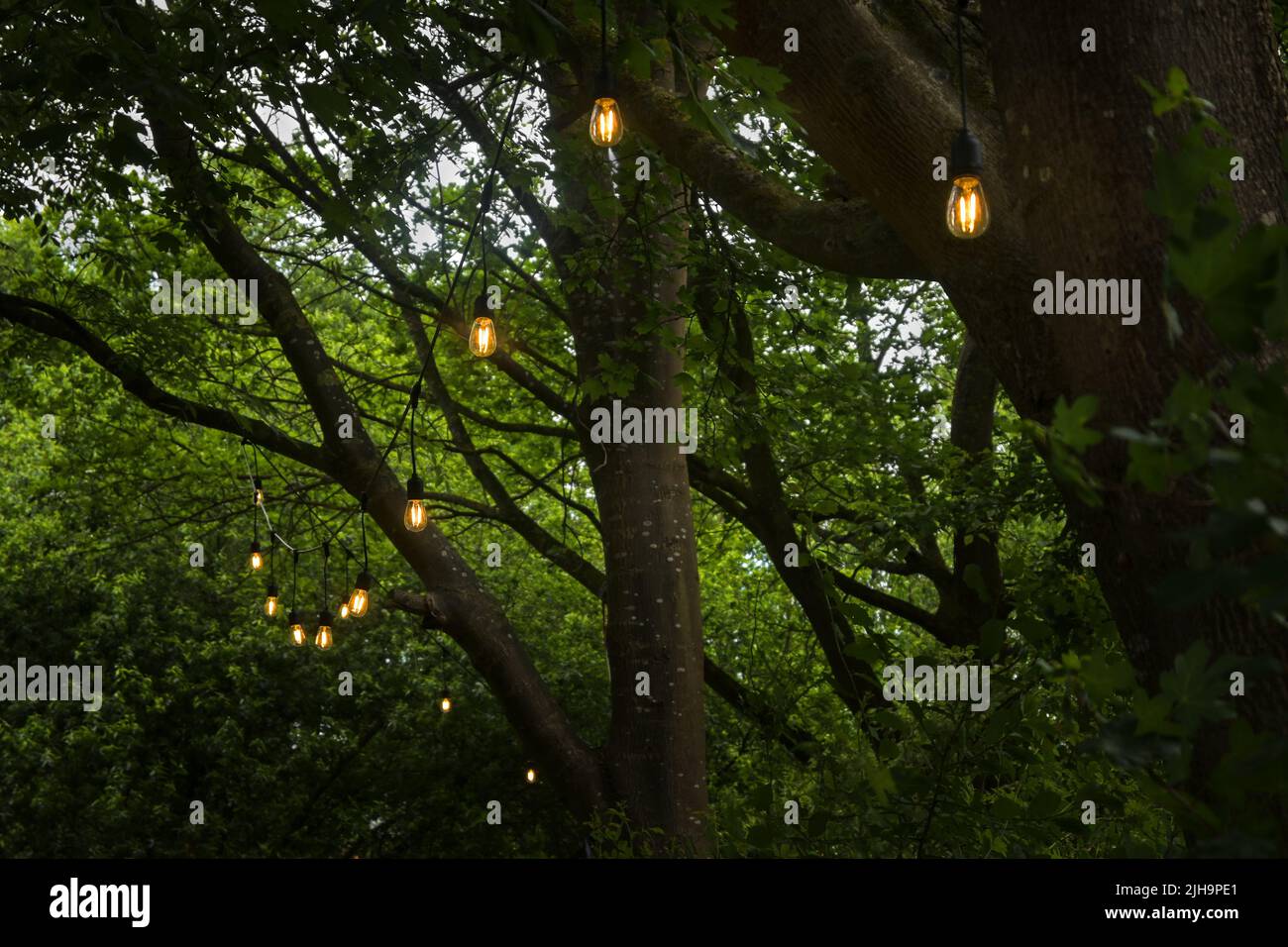 Luces de hadas en los árboles fotografías e imágenes de alta resolución -  Alamy