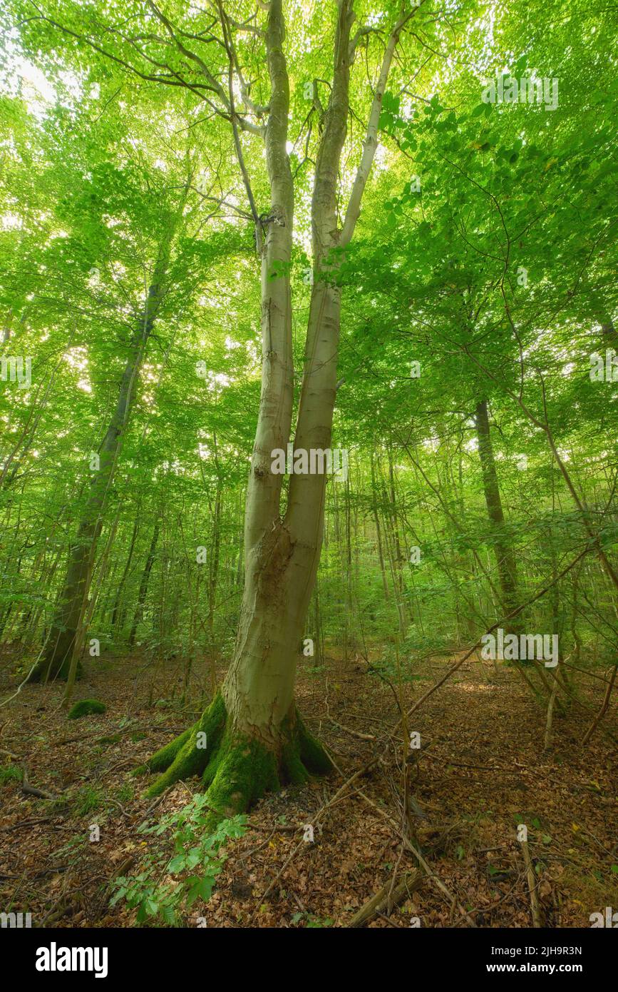Moss cubriendo un árbol de abedul en bosques remotos, conservación ambiental y reserva natural. Maderas con algas húmedas y crecimiento fúngico en sereno Foto de stock