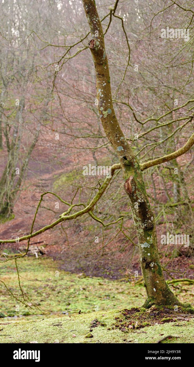 Viejos árboles sin hojas en un bosque a principios de invierno. Naturaleza salvaje paisaje de un tronco de árbol y ramas cubiertas de musgo o liquen en un verde ecológico Foto de stock