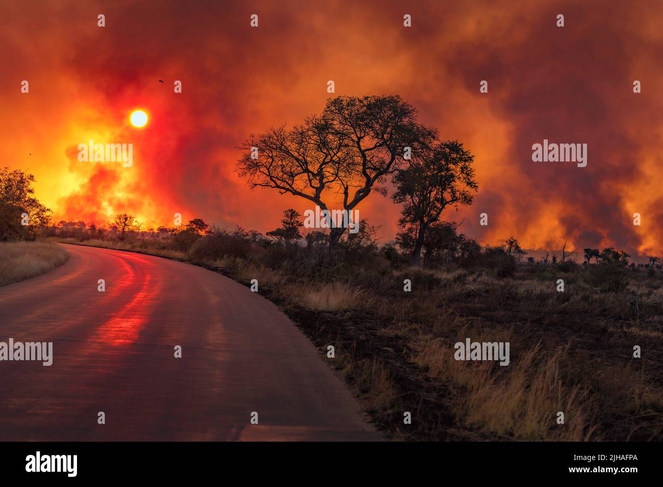 Fuego en el veld - Kruger parque de espalda quema Foto de stock