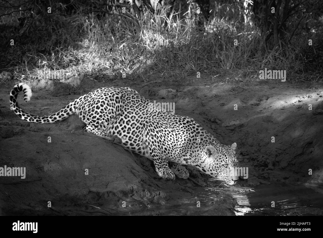 Leopardo beber de un estanque poco profundo - blanco y negro Foto de stock