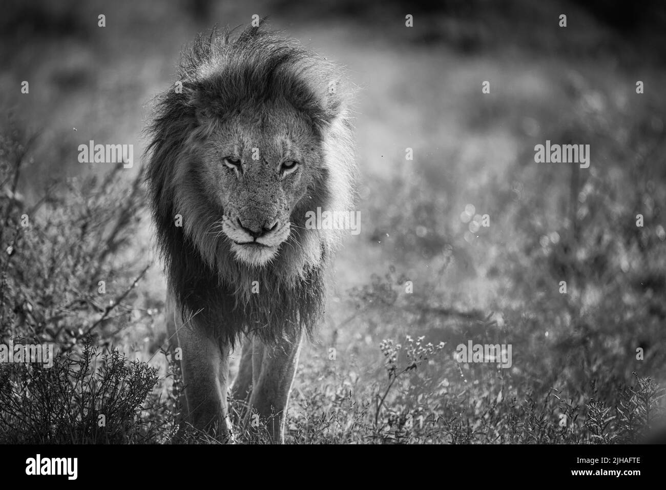 Macho león marchando por el sur de áfrica veld Foto de stock