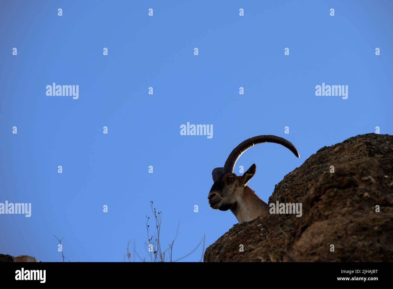 Un adulto macho ibex en el pueblo de Comares, Axarquía, Málaga, Andalucía, Costa del Sol, España Foto de stock