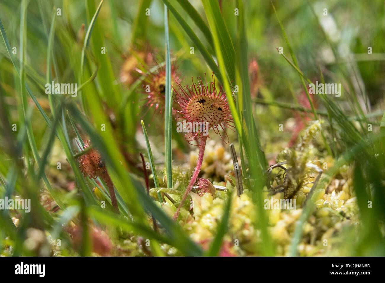 Rocío de hoja redonda (Drosera rotundifolia) con insectos atrapados en ella, Borrowdale, Lake District, Cumbria, Reino Unido Foto de stock