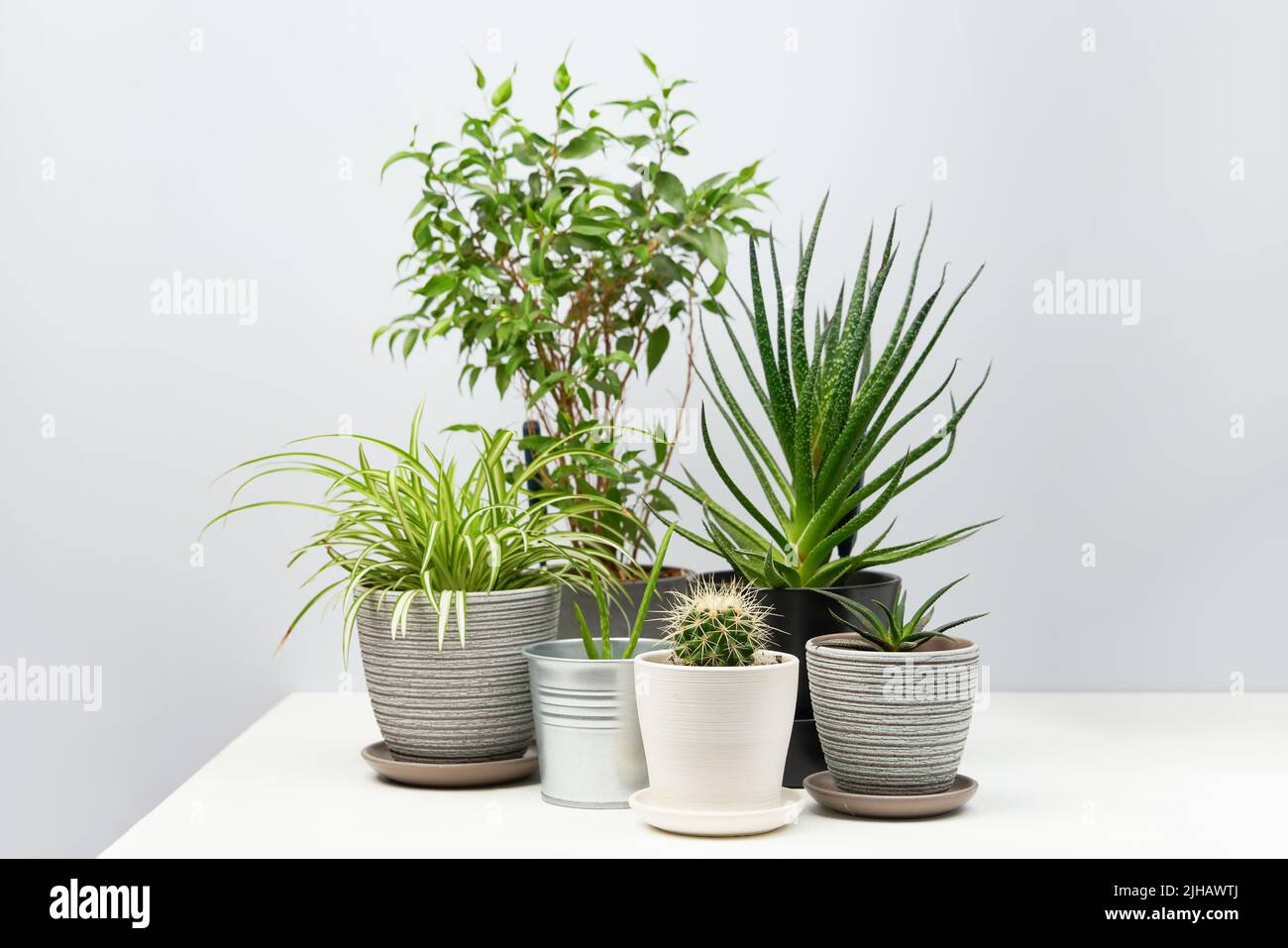 Varias plantas de interior de pie sobre mesa blanca. Concepto de jardinería  doméstica, selva urbana y jardín urbano Fotografía de stock - Alamy