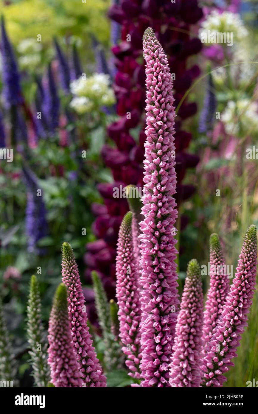 Flores de colores en un plan de plantación mixto en el RHS Hampton Court Flower Show, East Molesey, Reino Unido. Foto de stock