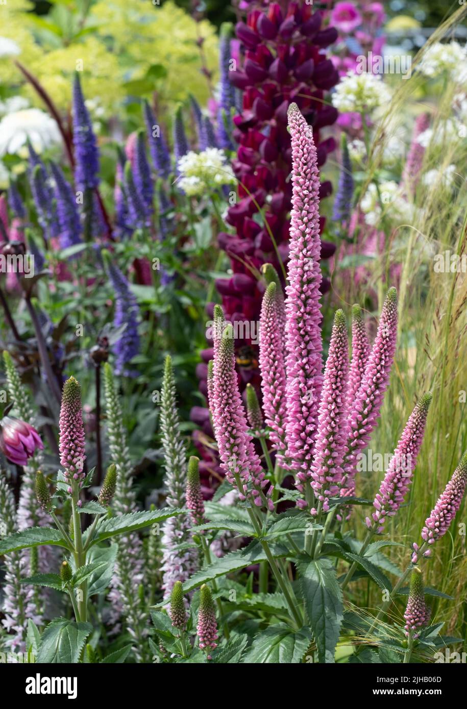 Flores de colores en un plan de plantación mixto en el RHS Hampton Court Flower Show, East Molesey, Reino Unido. Foto de stock