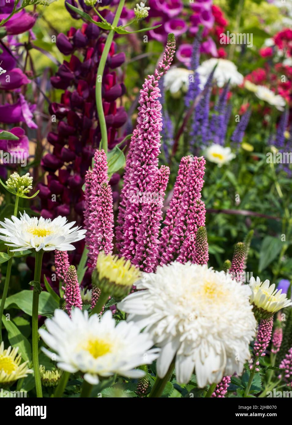 Flores de colores en un plan de plantación mixto en el RHS Hampton Court Flower Show, East Molesey, Reino Unido. Foto de stock
