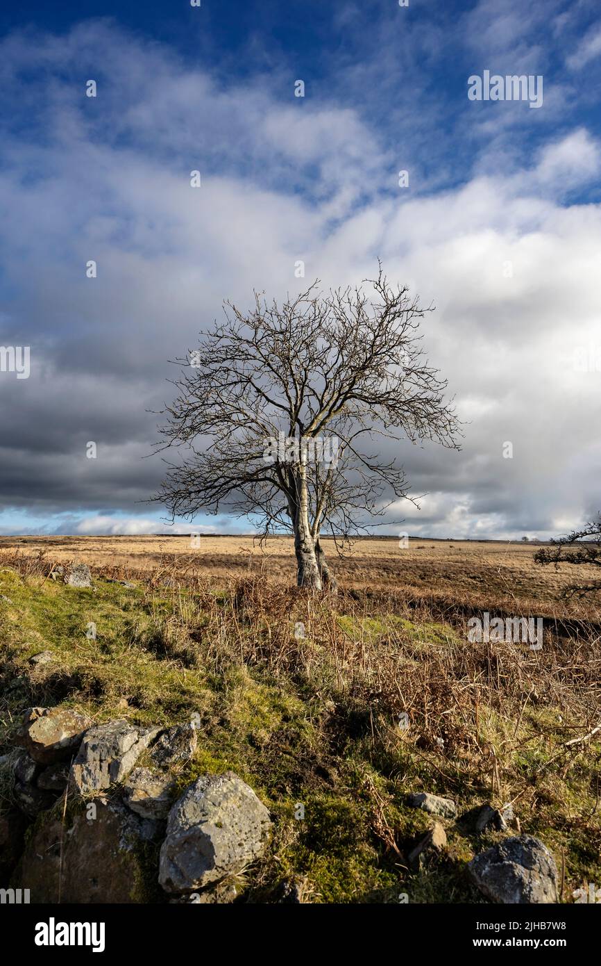 Lone Tree, Danby Moor, Parque Nacional de los Moros del Norte de York Foto de stock