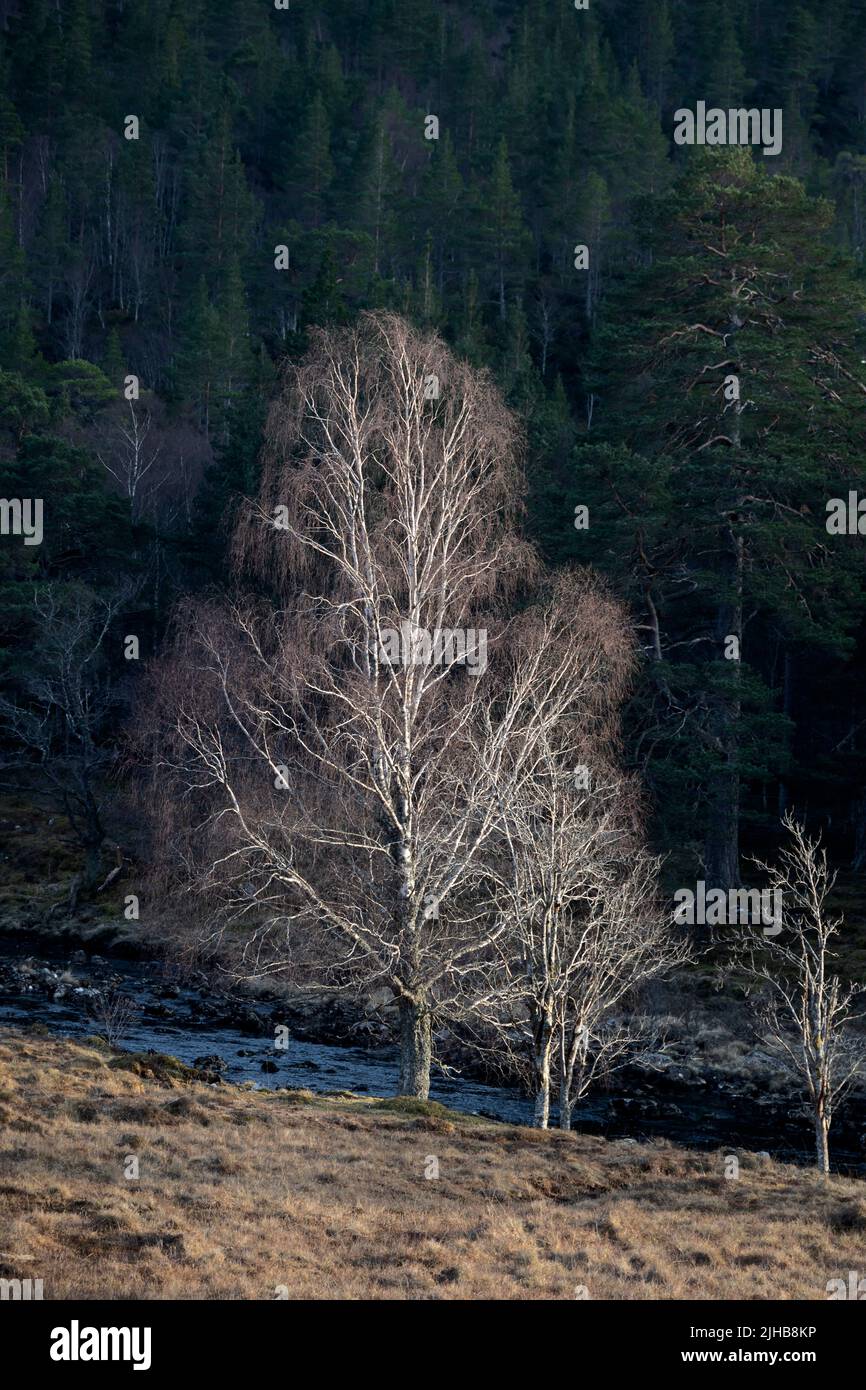 Birches esqueleto Glen Cannich, Highlands Escocia Foto de stock