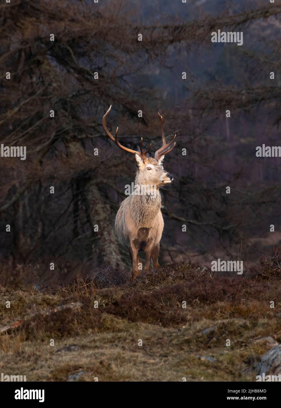 Ciervo rojo escocés (Cervus elaphus scoticus) Se mancha después del invierno en Glen Cannich, Highlands, Escocia Foto de stock