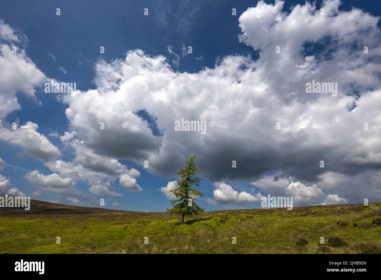 Lone Larch Westerdale, Parque Nacional de North York Moors Foto de stock