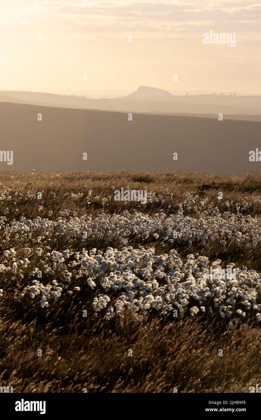Algodón de verano, Westerdale, North York Moors con Roseberry Topping en la distancia Foto de stock