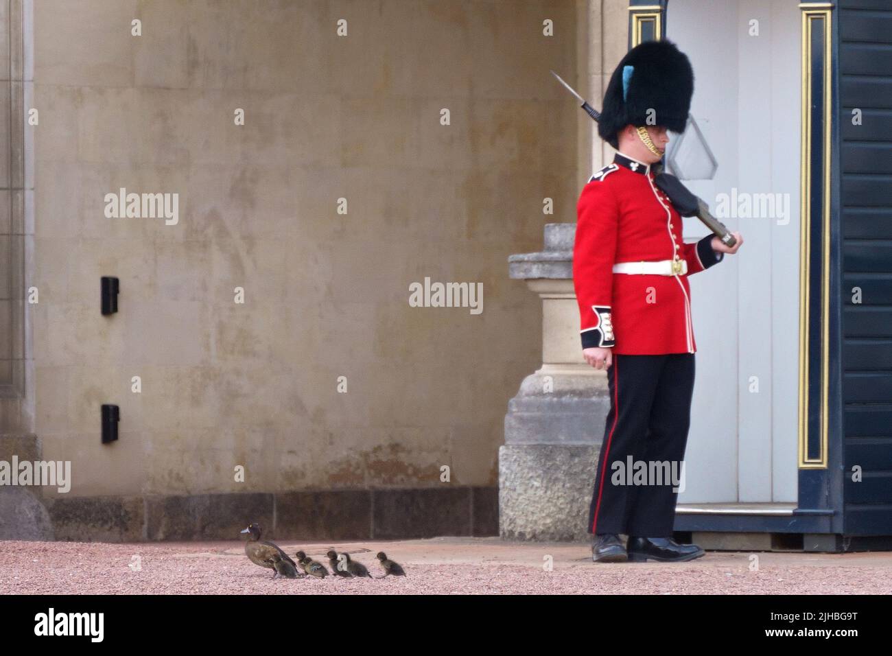 Una joven familia de patos Tufted corren junto a un soldado de la Guardia de la Reina en la entrada del Palacio de Buckingham durante el cálido clima de Londres. Se prevé que las temperaturas alcancen los 31C grados en toda Inglaterra central el domingo, antes de los máximos históricos la próxima semana. Fecha de la foto: Domingo 17 de julio de 2022. Foto de stock