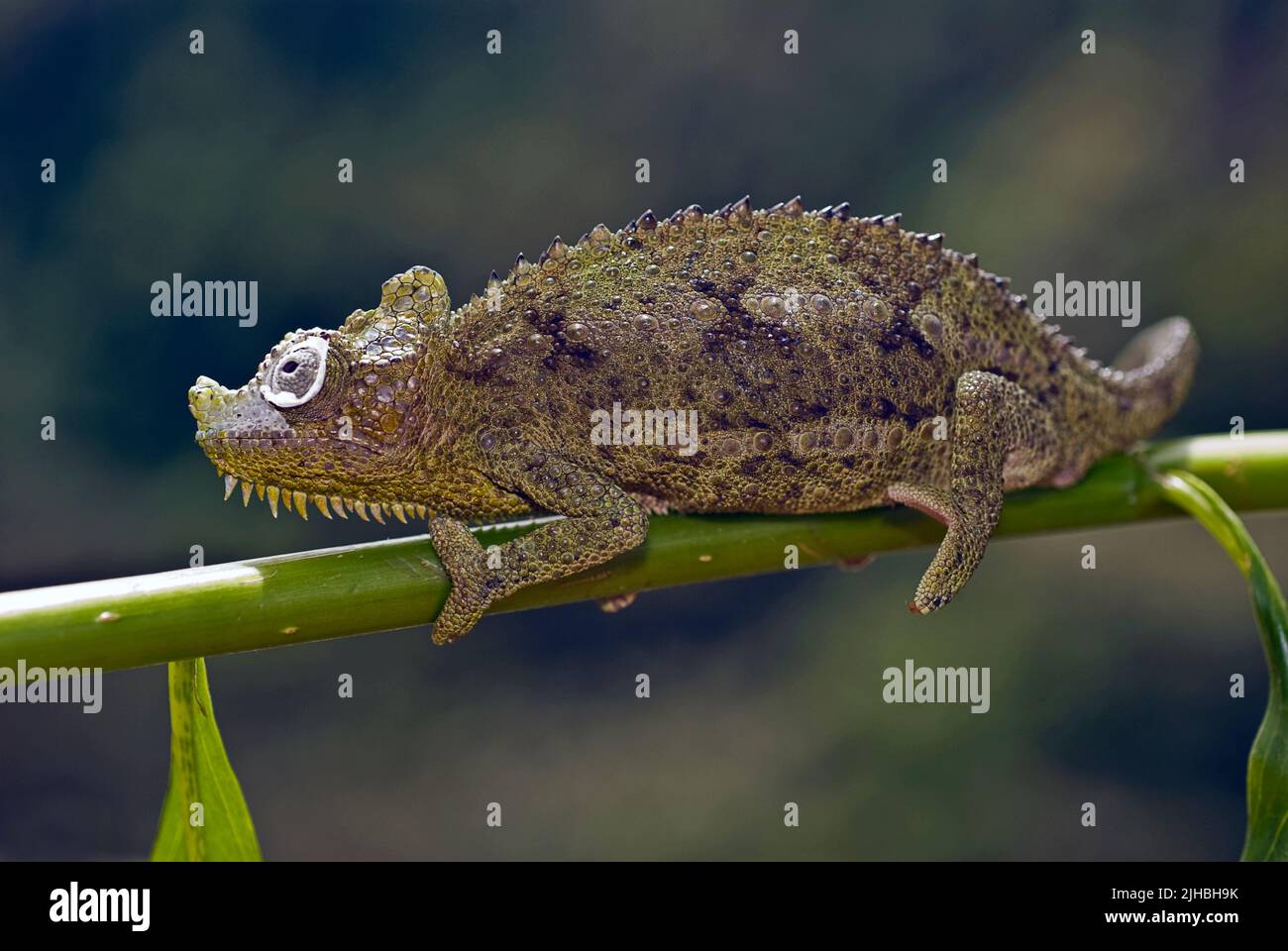Chameleon de von Höhnel, Chamaeleo hoehnelii, de Kenia. Foto de stock