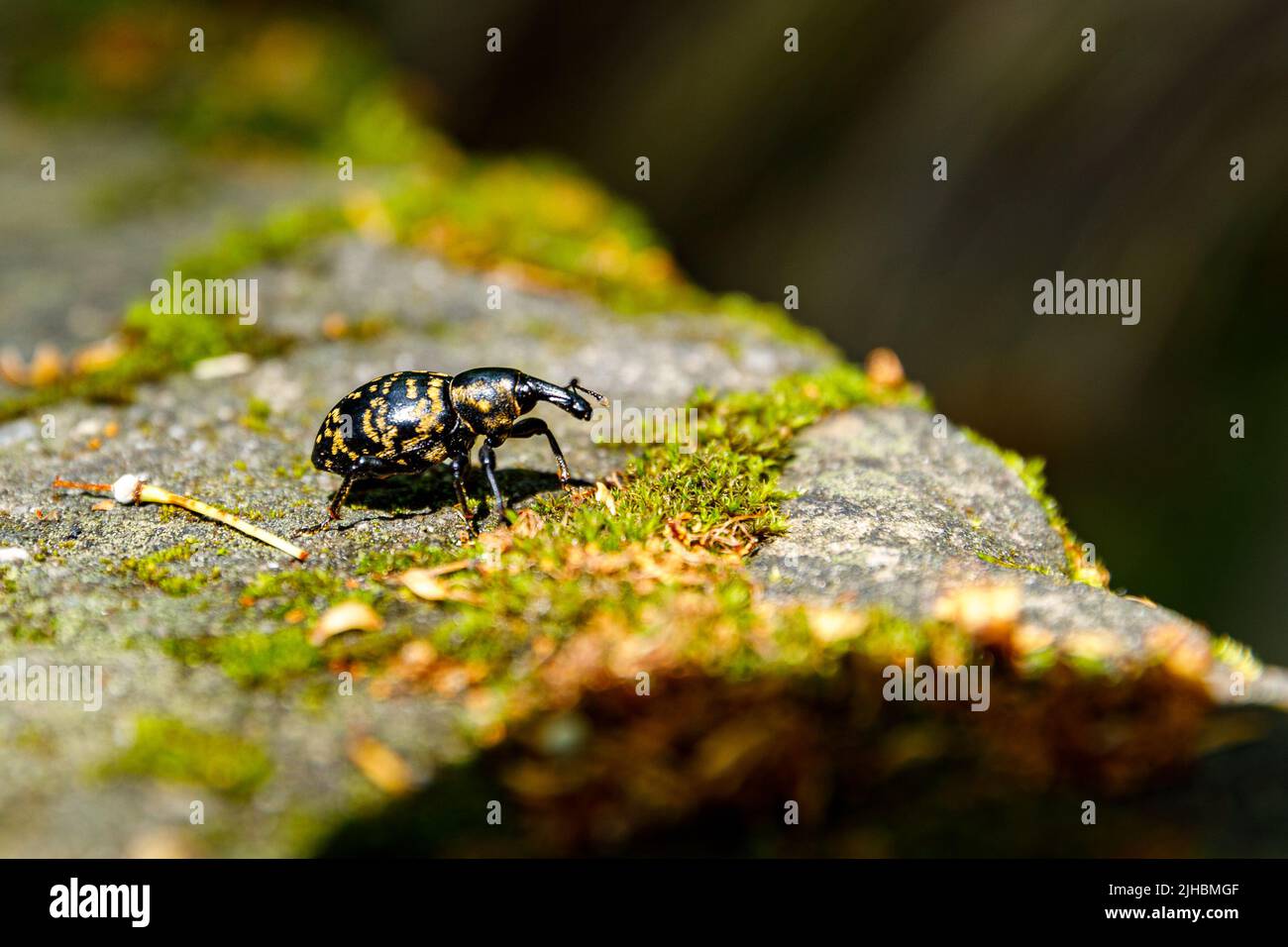 Un Escarabajo Grande Butterbur Weevil Foto de stock