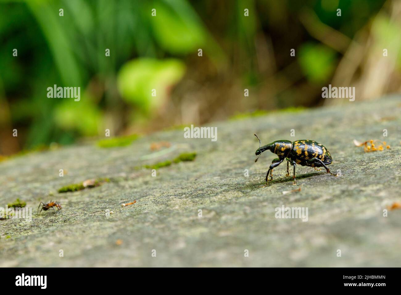 Un Escarabajo Grande Butterbur Weevil Foto de stock