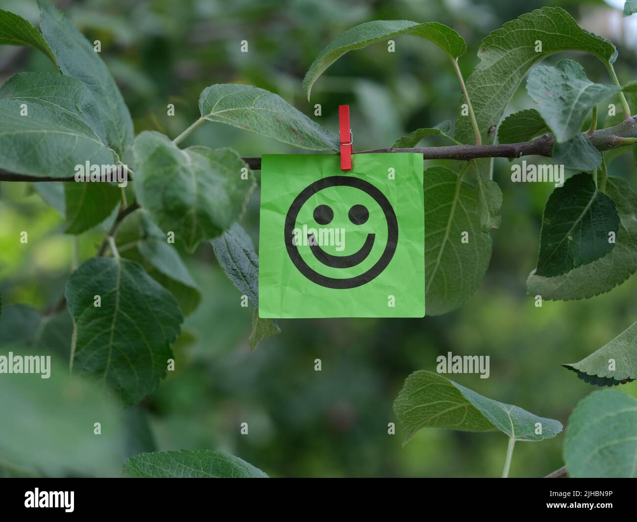 Una nota de papel verde con una cara feliz pegada a una rama del árbol con un alfiler de ropa. Primer plano. Foto de stock