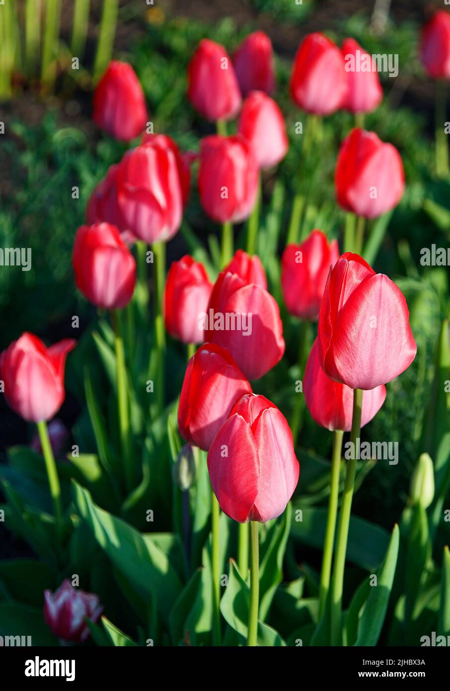 tulipanes rojos, cama, flores primaverales, naturaleza, hojas verdes, jardín, bulbos, colorido, PA; Pensilvania Foto de stock
