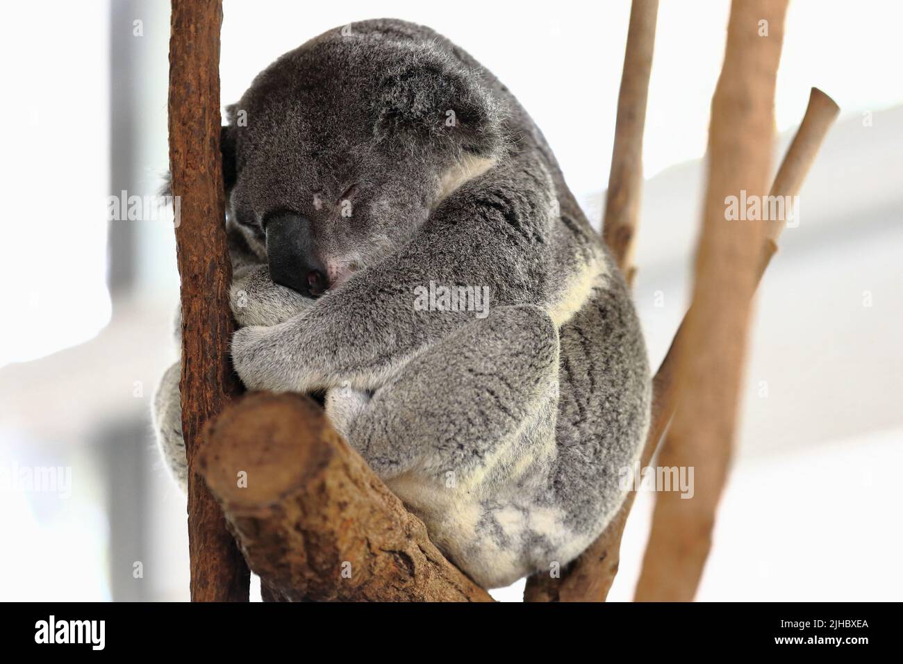 054 pequeños koalas de piel gris durmiendo en las ramas de los eucaliptos. Brisbane-Australia. Foto de stock