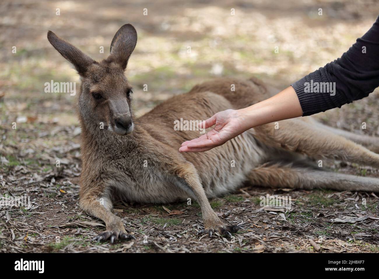 066 Macho gris oriental canguro-mujer alimentado a mano-hoja de la basura cubierto tierra. Brisbane-Australia. Foto de stock