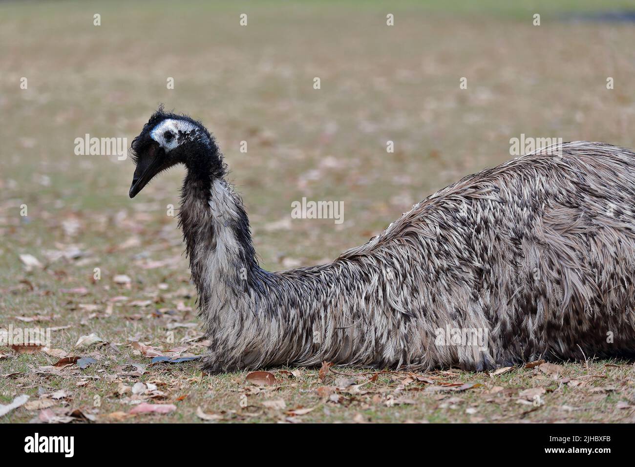 067 Emu pájaro en el sol descansando en el suelo. Brisbane-Australia. Foto de stock