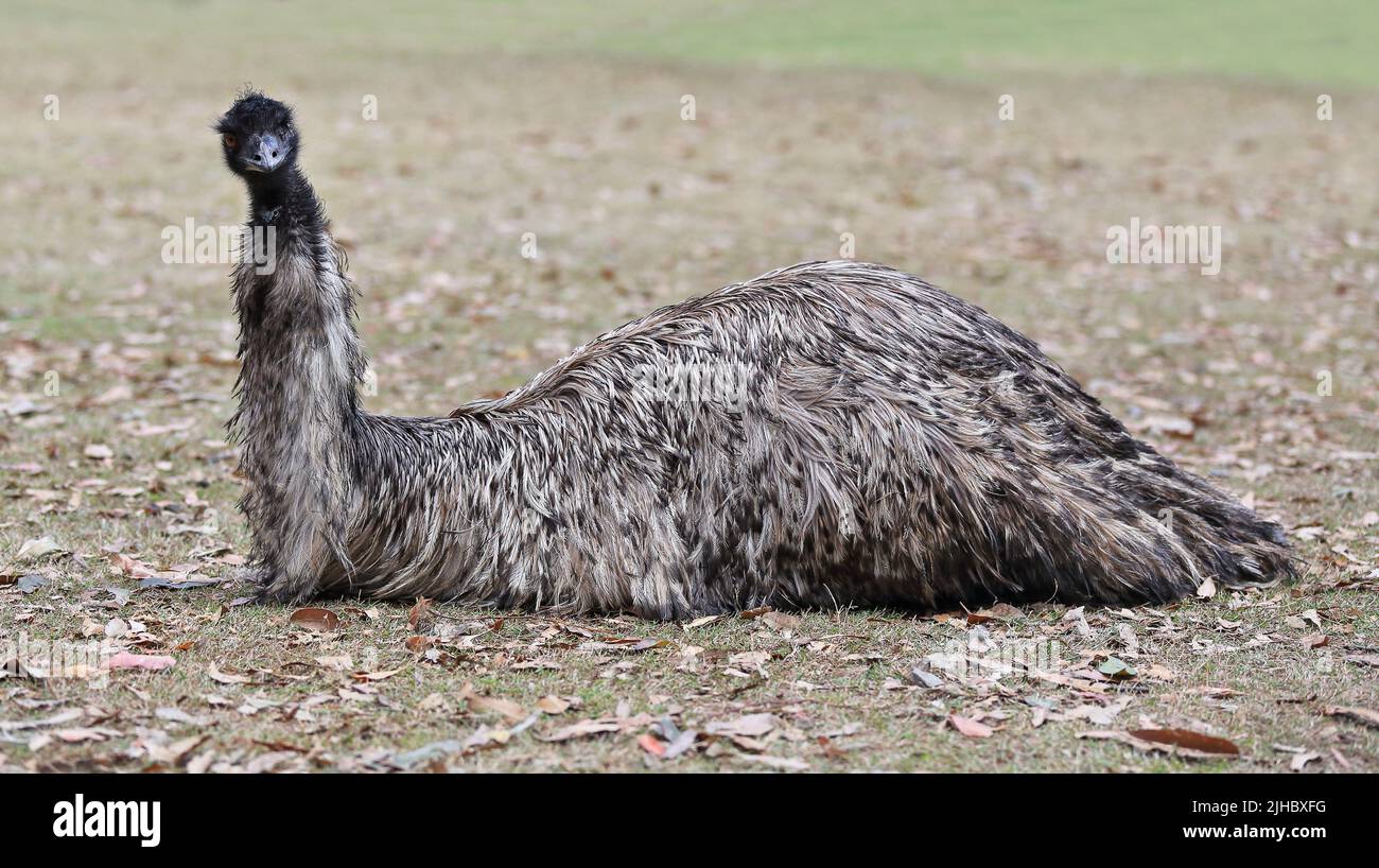 069 Emu pájaro en el sol descansando en el suelo. Brisbane-Australia. Foto de stock