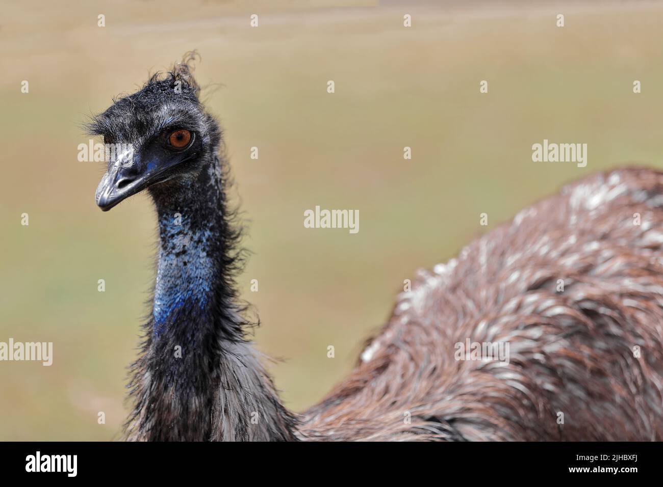 071 Emu pájaro en el sol descansando en el suelo. Brisbane-Australia. Foto de stock