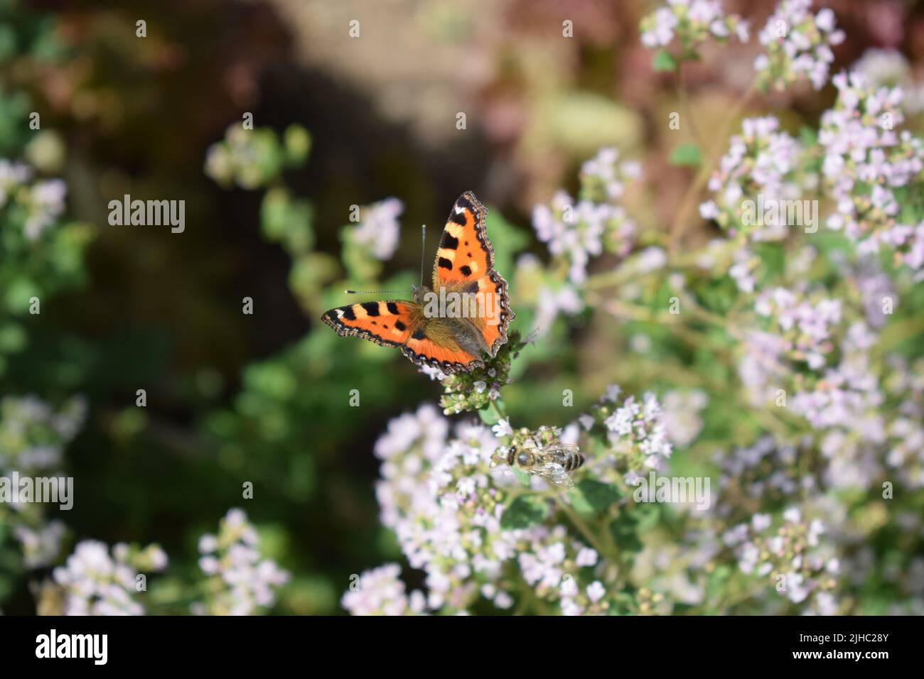 Tortoiseshell butterfly Foto de stock