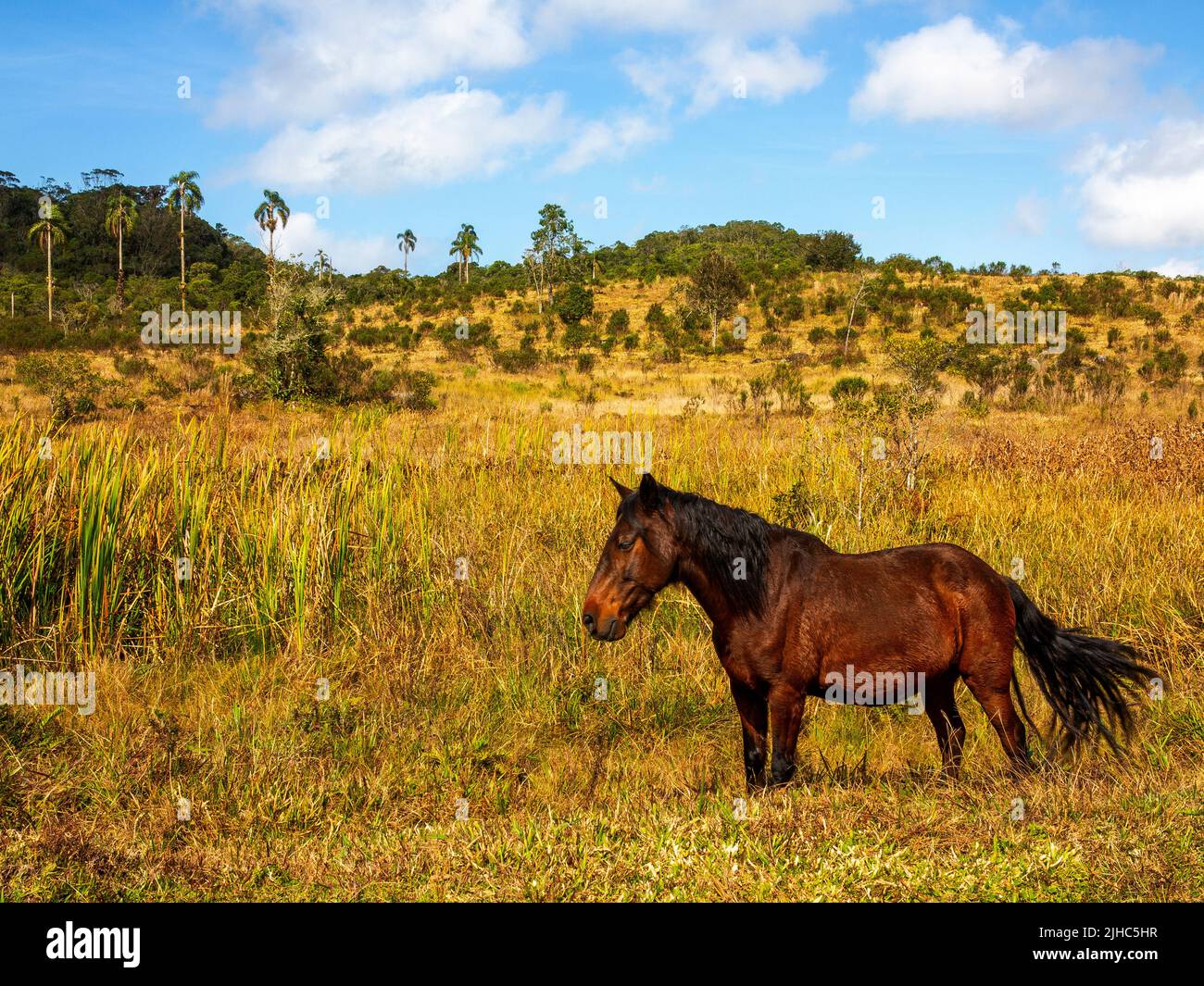 Un caballo en las tierras altas de Bocaina Hills, un popular destino turístico, São Paulo Estate, Brasil Foto de stock