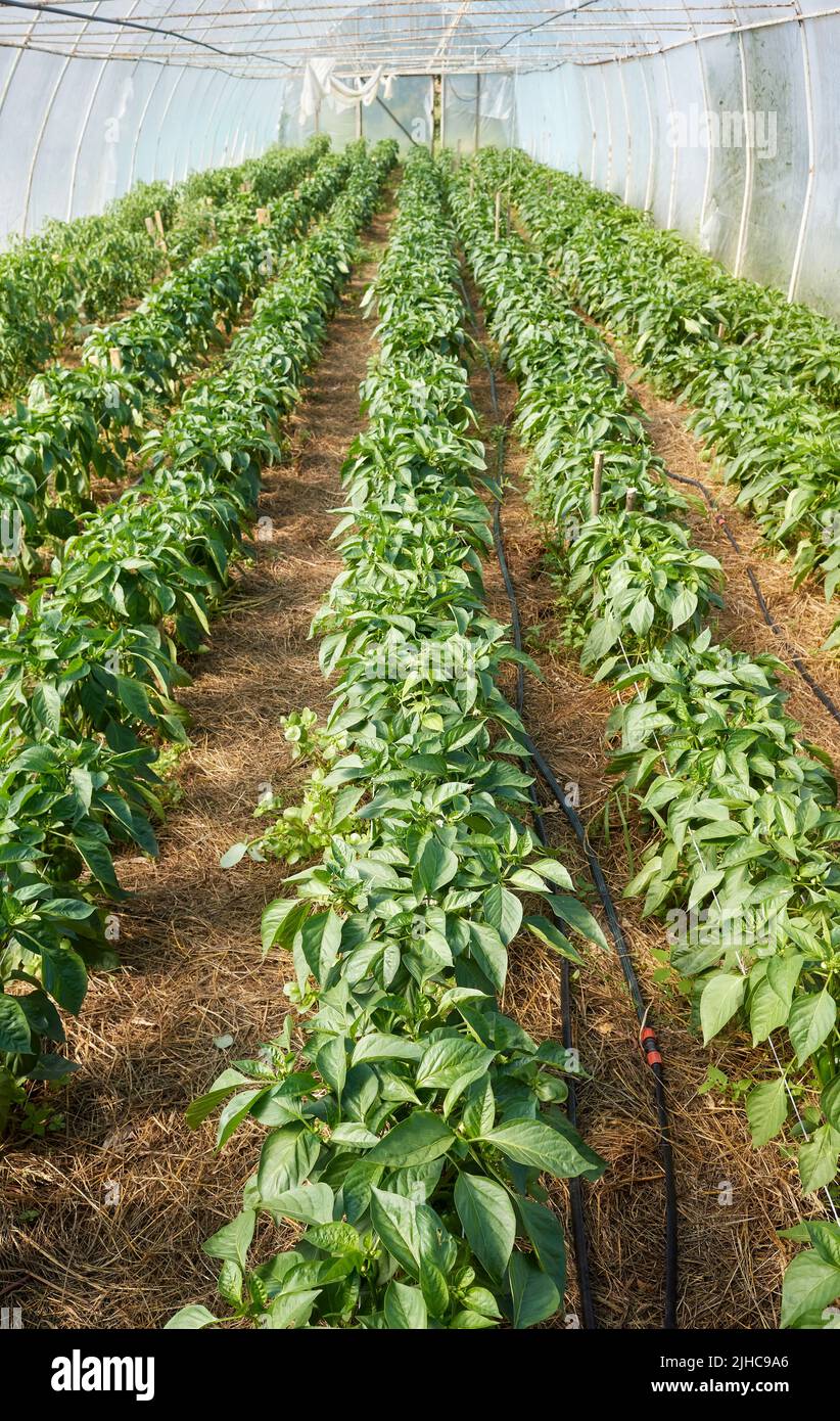 Plantación de vegetales orgánicos en un invernadero. Foto de stock