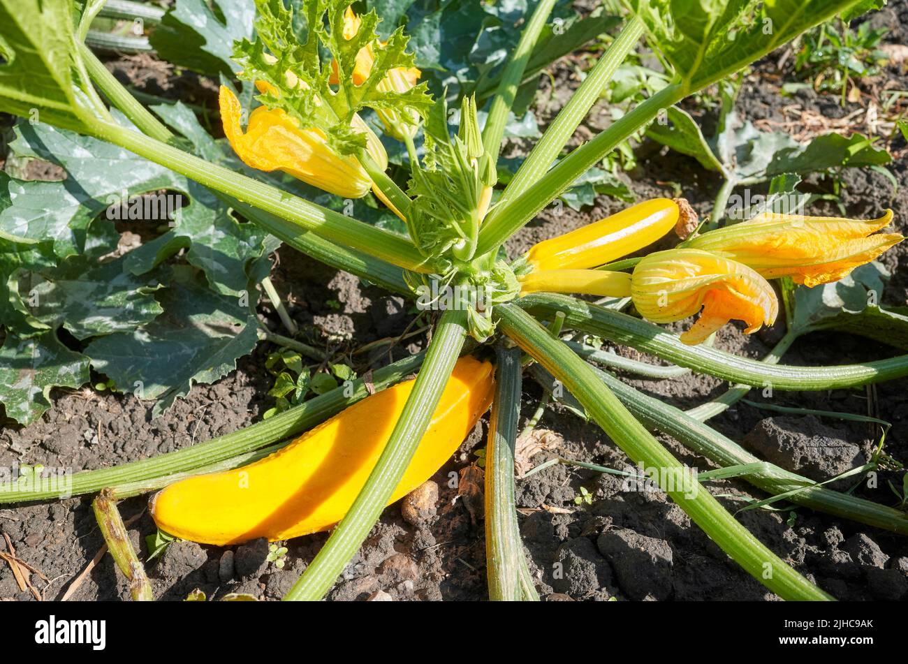 Planta orgánica de calabacín dorado con flores y frutos, enfoque selectivo. Foto de stock