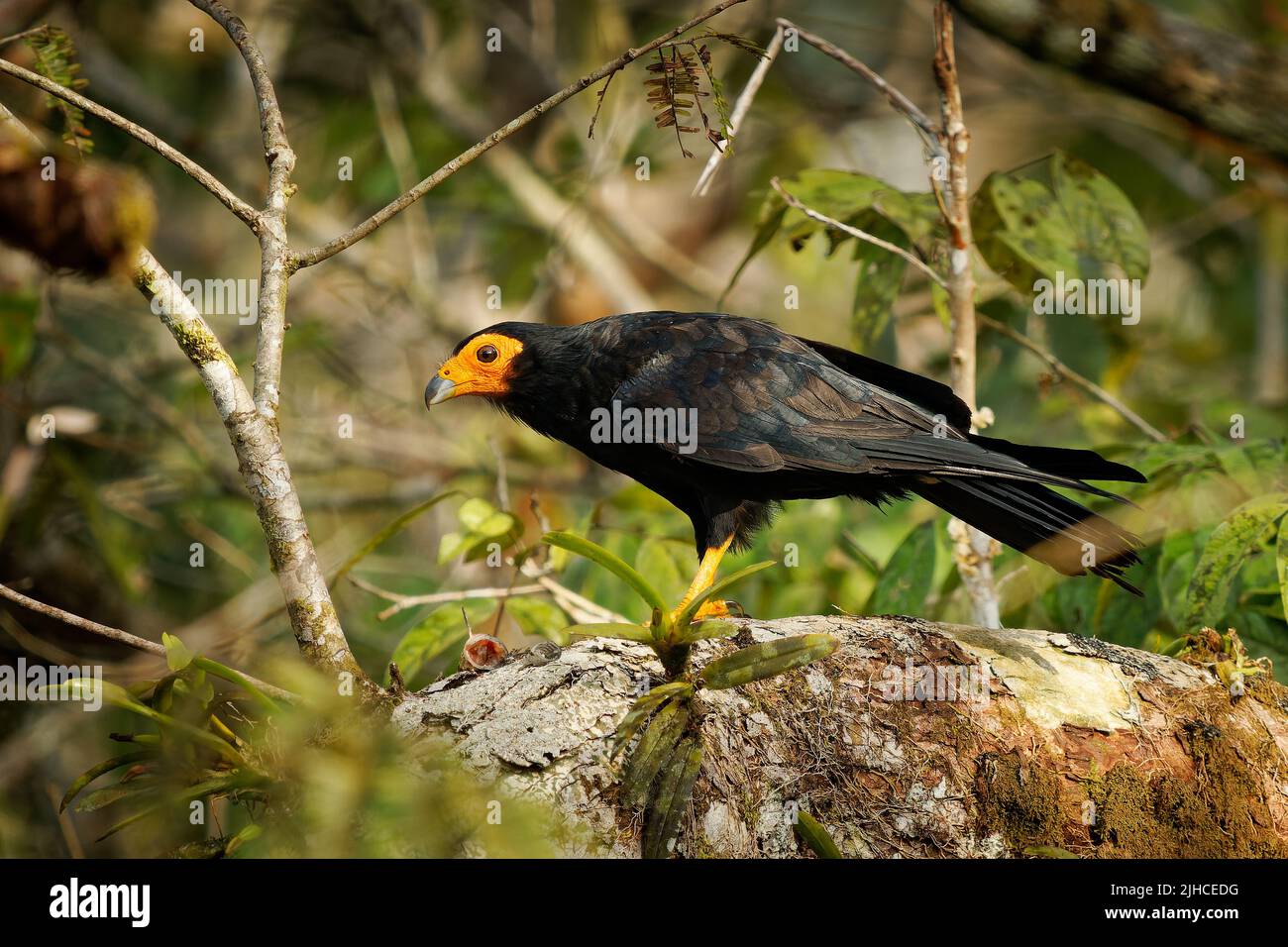 Caracara Negra - Daptrius ater ave de presa en Falconidae Se encuentra en las tierras bajas de la Amazonía y la Guayana Francesa a lo largo de los ríos. Pájaro negro oscuro con el amarillo Foto de stock