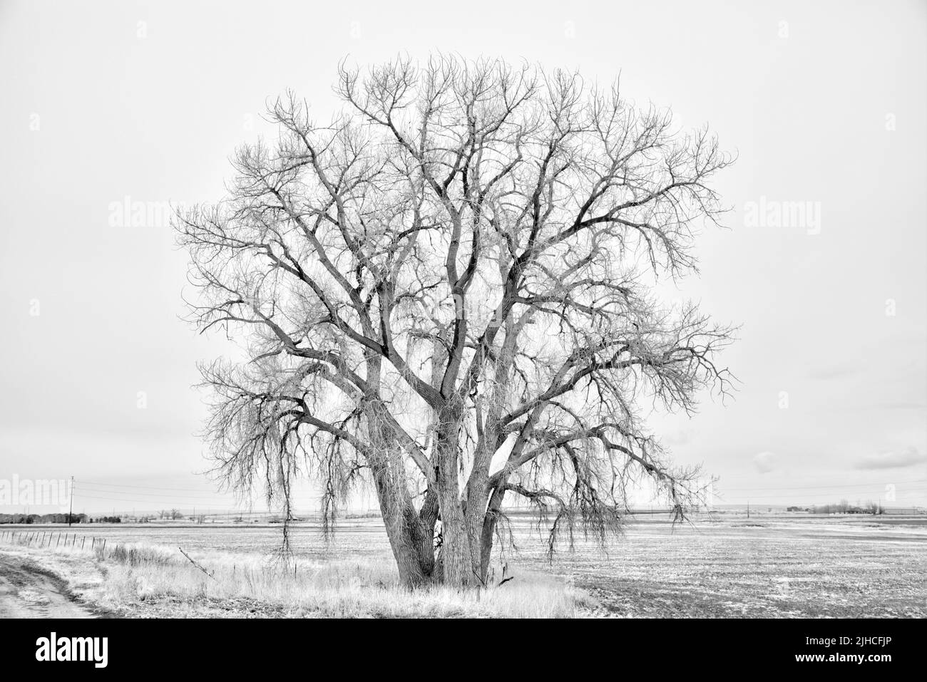 Un árbol de Cottonwood de las llanuras en su majestuosidad del invierno que crece en el borde de un campo. Foto de stock