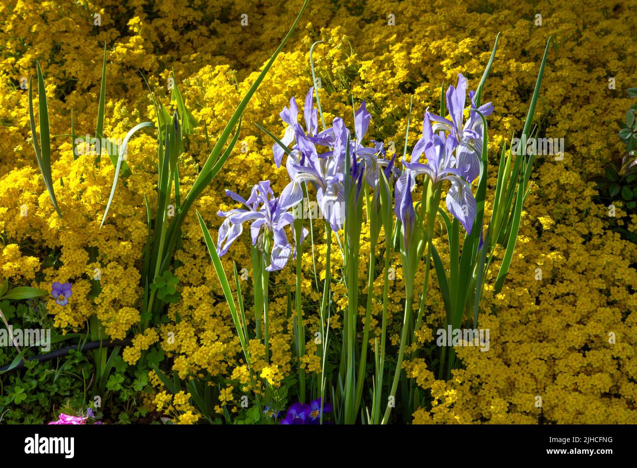 Iris missouriensis está rodeado por la Cesta de Oro a la luz de la tarde. Foto de stock