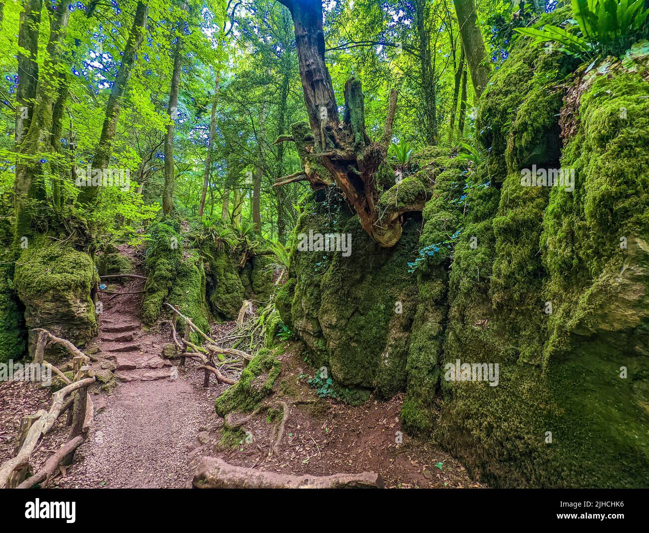 Las rocas cubiertas de musgo de Puzzlewood, un bosque cerca de Coleford, el Bosque Real de Dean, Reino Unido. Foto de stock