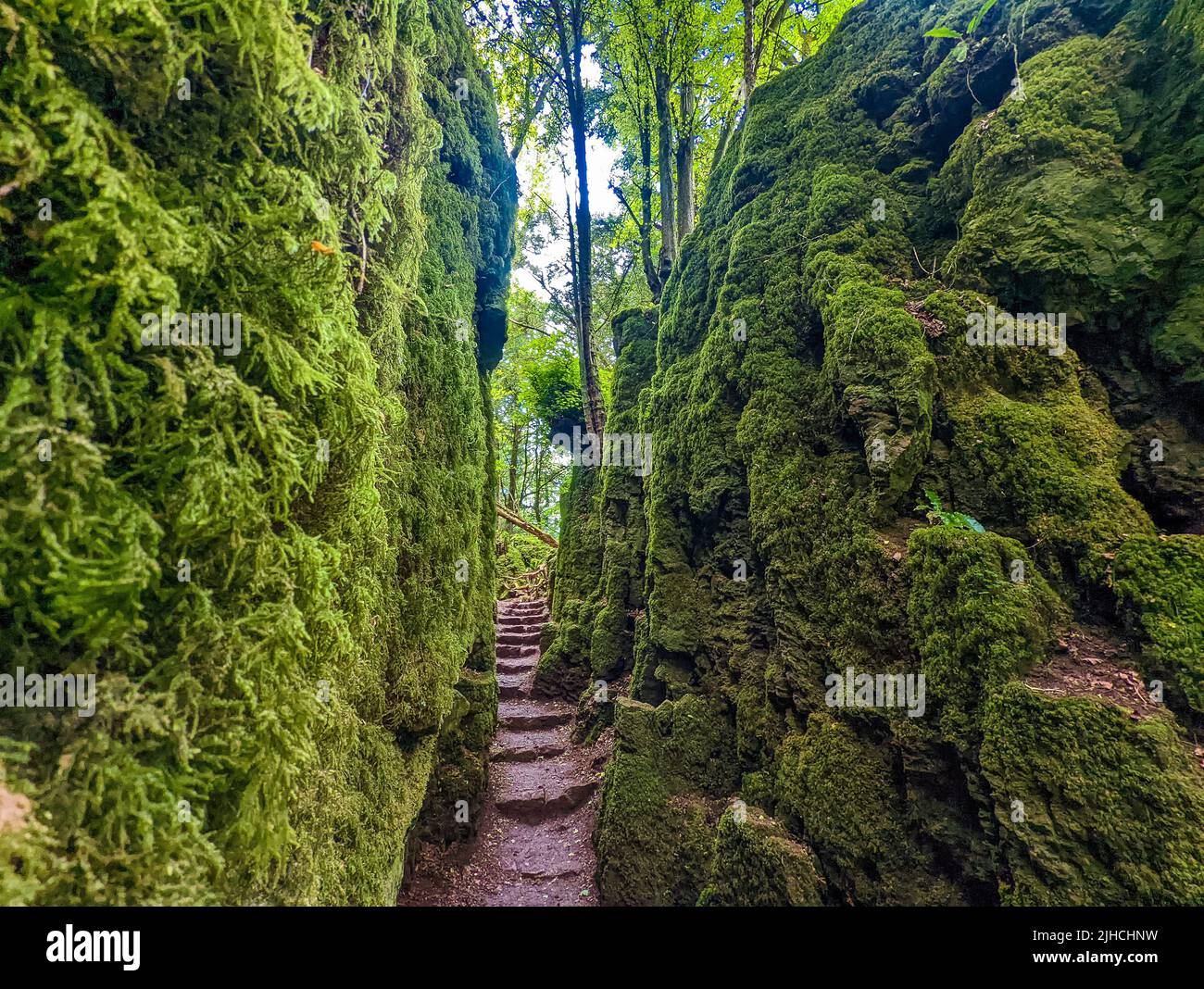 Las rocas cubiertas de musgo de Puzzlewood, un bosque cerca de Coleford, el Bosque Real de Dean, Reino Unido. Foto de stock