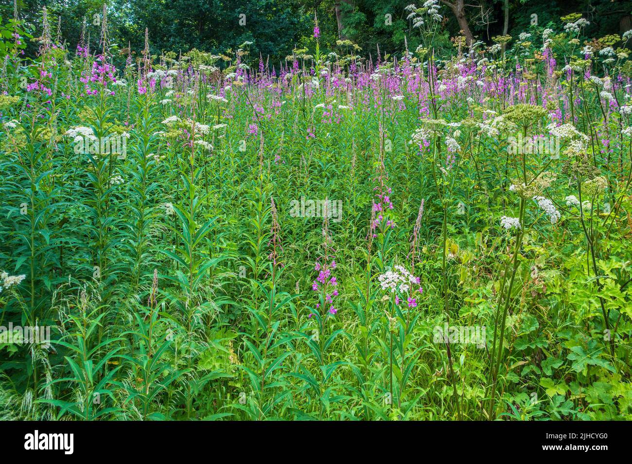 Edge of a Wildflower Meadow en Kent, Inglaterra, Reino Unido Foto de stock