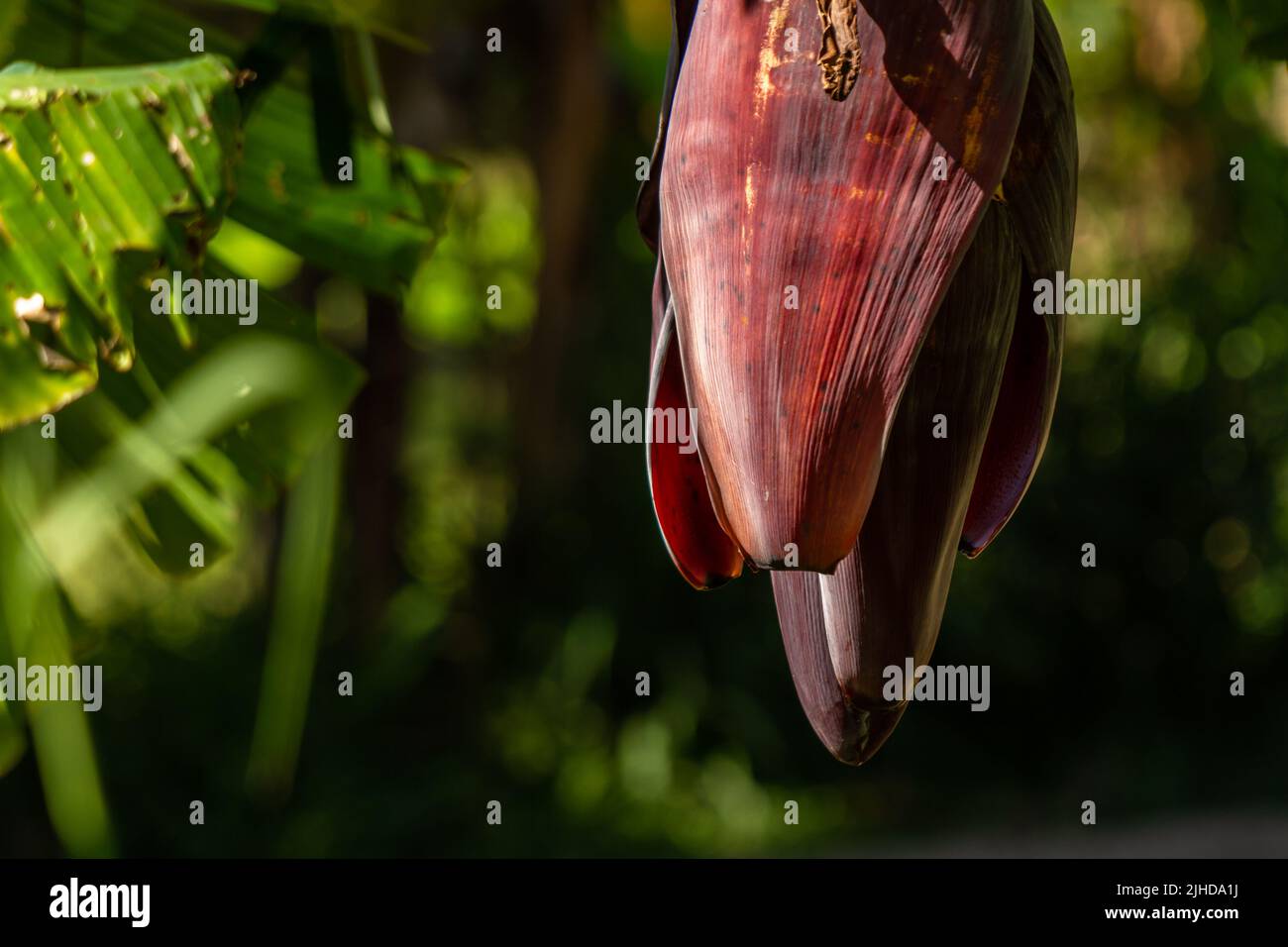 Primer plano La flor en forma de corazón de la planta de plátano tiene un color rojo, se puede utilizar como verdura. Planta de frutas tropicales Foto de stock