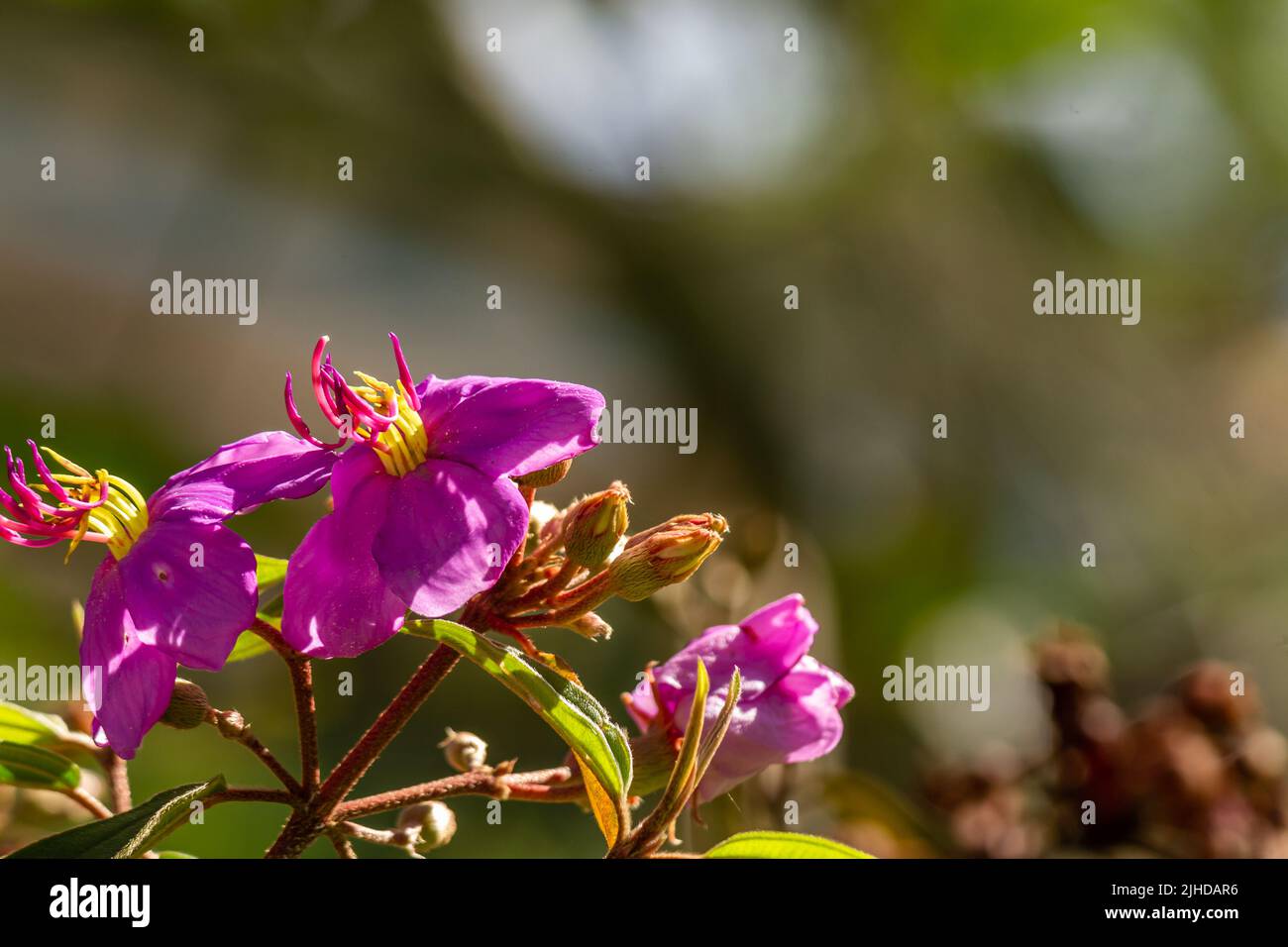 Flores y frutos de la planta del rododendro indio, pétalos púrpura, hojas verdes en forma de corazón con una superficie áspera. Vegetación natural de montaña Foto de stock