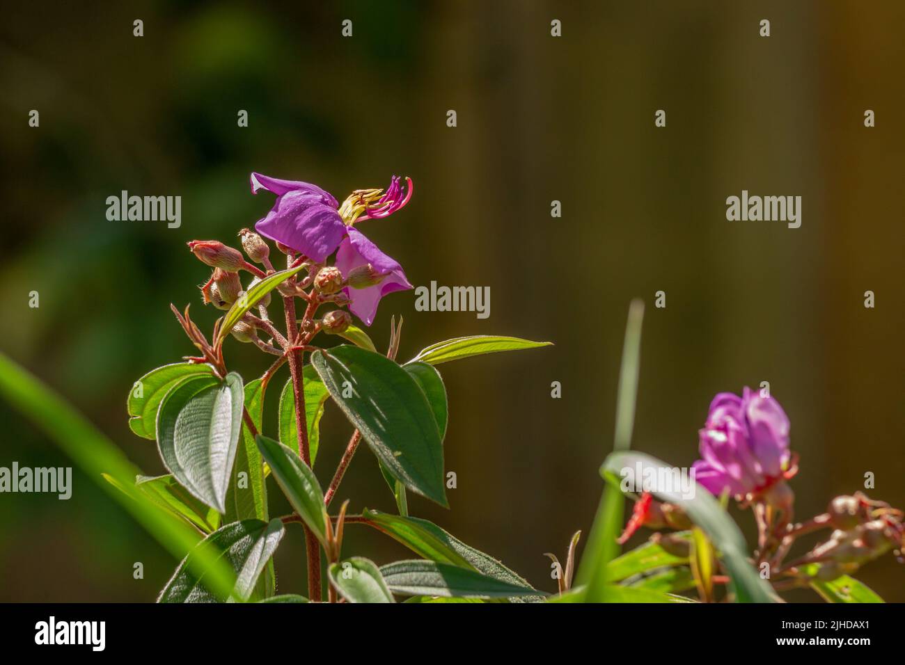 Flores y frutos de la planta del rododendro indio, pétalos púrpura, hojas verdes en forma de corazón con una superficie áspera. Vegetación natural de montaña Foto de stock