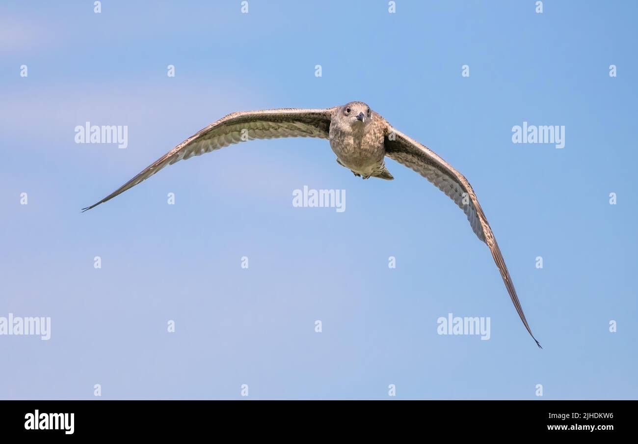 Gaviota Joven Herring (Larus argentatus) Volando, volando, con alas estiradas contra el cielo azul sobre una playa en un día de verano en el Reino Unido. Foto de stock