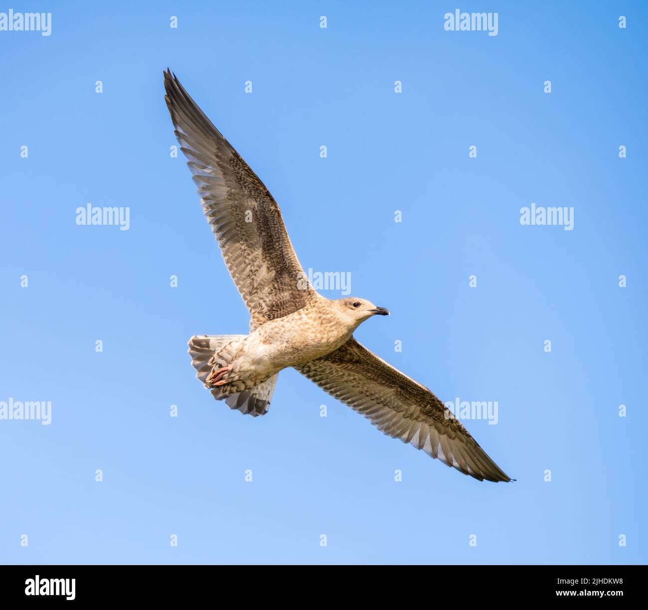 Gaviota Joven Herring (Larus argentatus) Volando, volando, con alas estiradas contra el cielo azul sobre una playa en un día de verano en el Reino Unido. Foto de stock