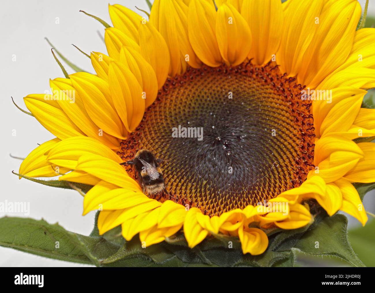 Bumbe Bee en Sunflower Elite Sun F1, Gales Foto de stock