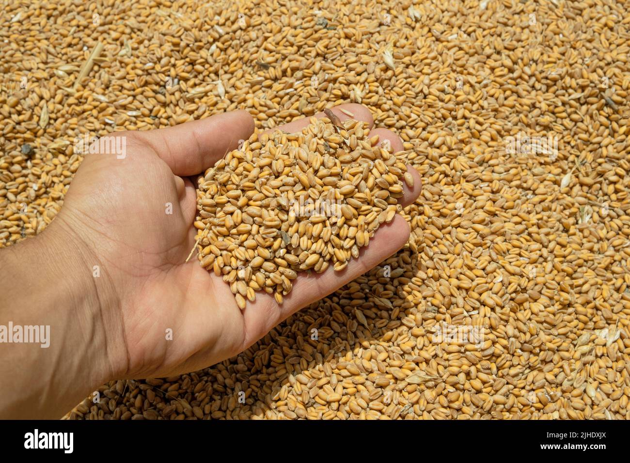 La mano del granjero mientras que toca granos cosechados de las semillas del trigo, alimentos crudos, crisis del precio del producto agrícola Foto de stock