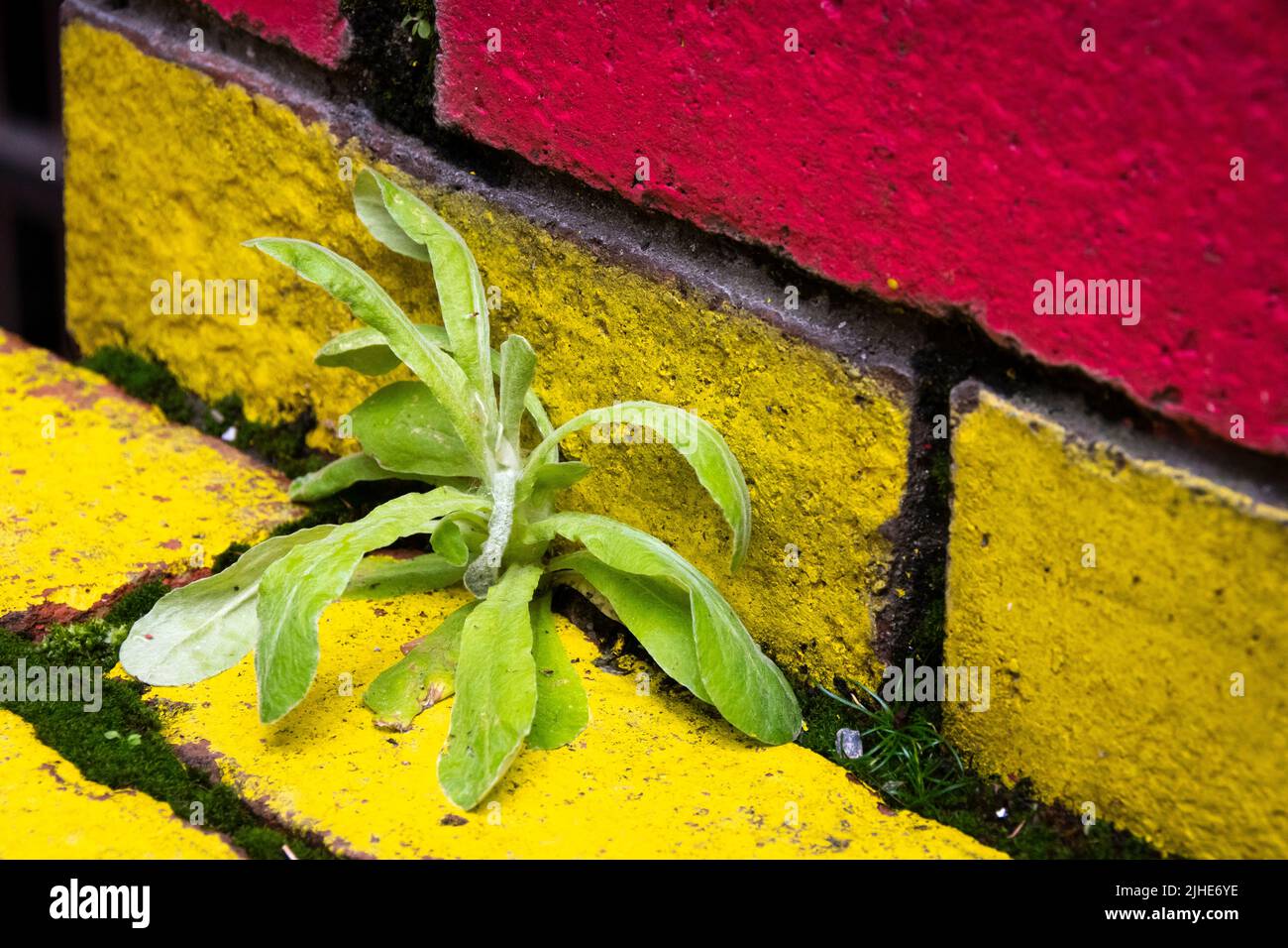 Planta que crece en la pared de ladrillo rojo y amarillo, Wellington, Isla Norte, Nueva Zelanda Foto de stock