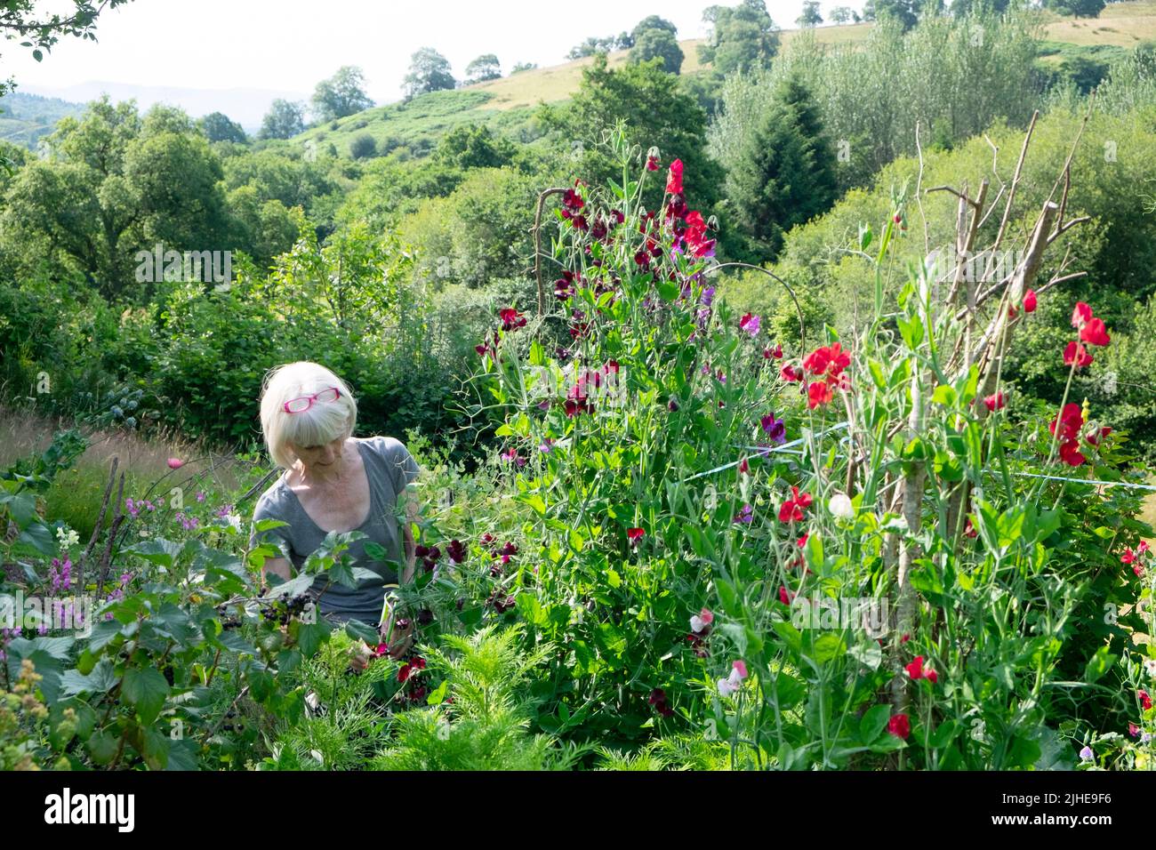 Mujer mayor de edad de pie en el jardín rural de campo cortando guisantes dulces y atando en tallos en el verano julio Carmarthenshire Wales Reino Unido KATHY DEWITT Foto de stock