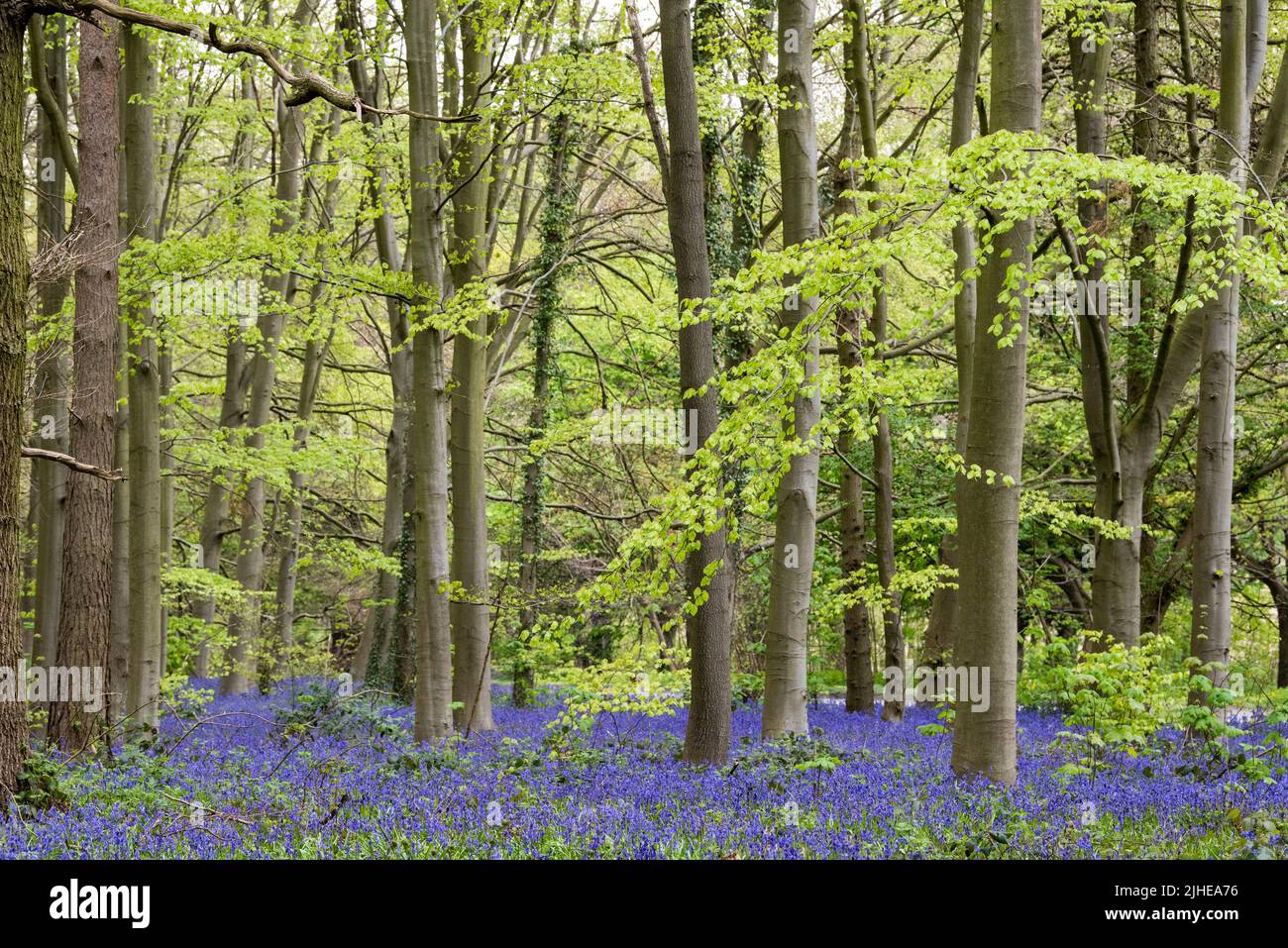 Spring Bluebells en Clumber en Nottinghamshire, Inglaterra, Reino Unido Foto de stock
