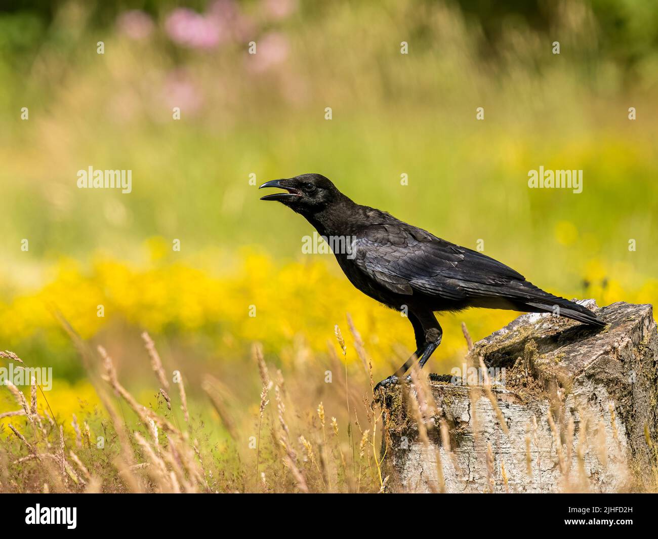 Cría de cuervos jóvenes con adultos en verano en el centro de Gales Foto de stock