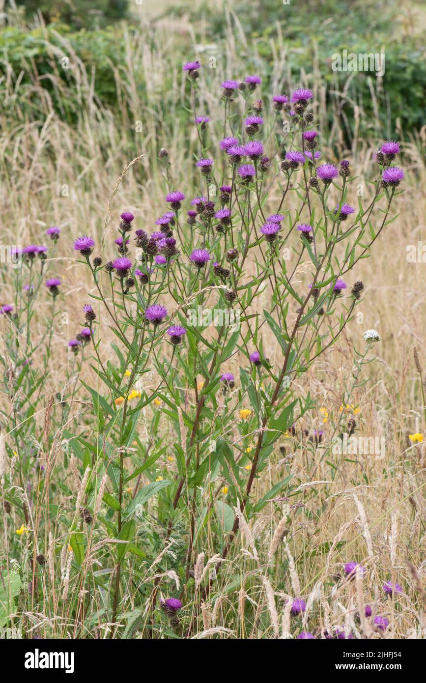 Planta de flores púrpuras o ccommon knapweed (Centaurea nigra) en prados alcalinos secos, atractiva para polinizadores, Berkshire, julio Foto de stock